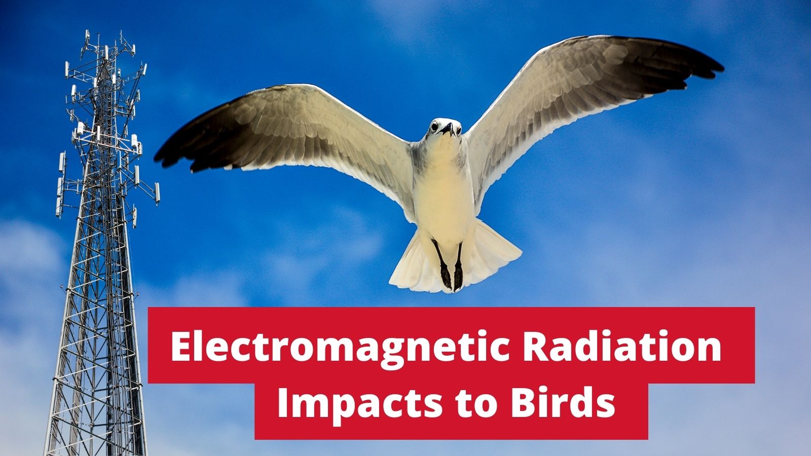 Biological Effects of Electromagnetic Radiation on Birds - Environmental  Health Trust